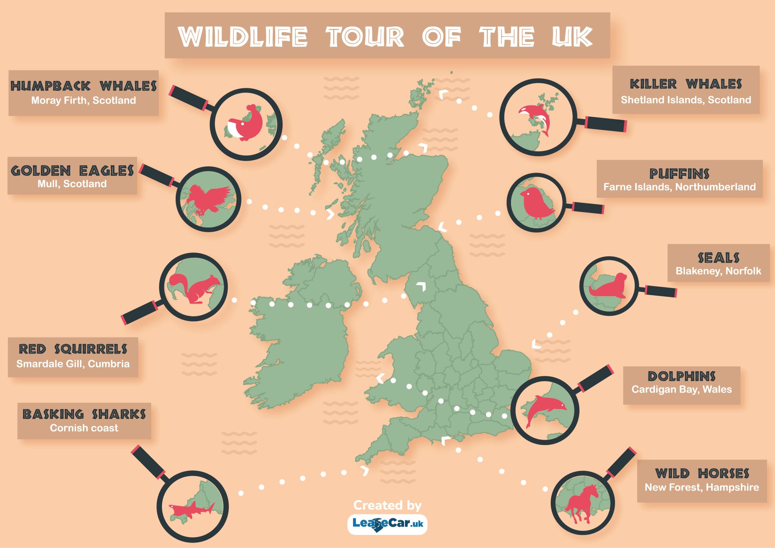 Wildlife Tour Of The Uk Leasecar Blog